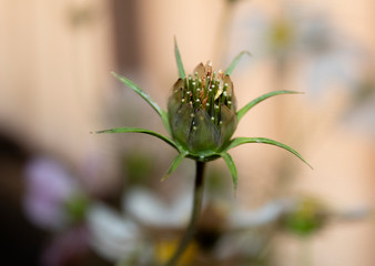 Seedling 