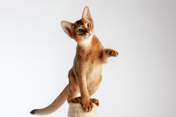 Abyssinian cat named Jam, 3 months.