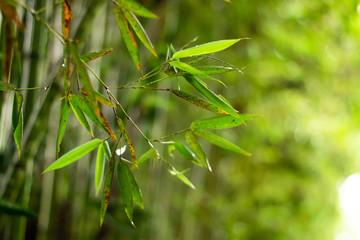 Green Bamboo