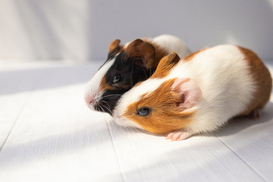 Closeup view of two cute small baby guinea pigs on sunny white background. Horizontal color photography.