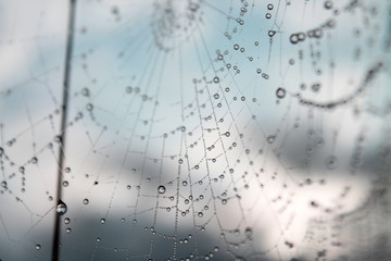 dew on spider web