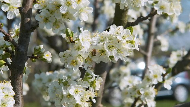 bees pollinate blossoming fruit tree in the spring garden in slow motion beautiful nature movie