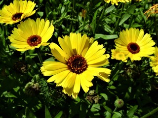 Bright yellow flowers