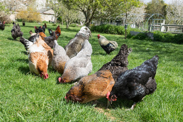 Poules qui picorent des grains de blé