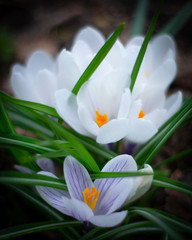 Beautiful spring crocuses. White flowers in the garden