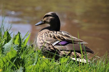 Duck in spring