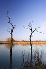 Lake With Dead Trees