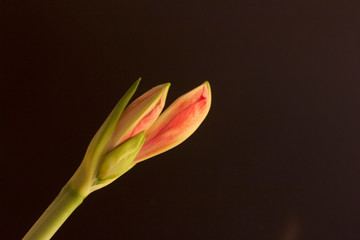 Flower, Amarilis