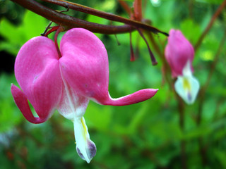 bleeding heart