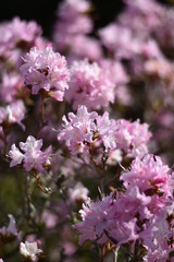 Bl&uuml;hende Azalee