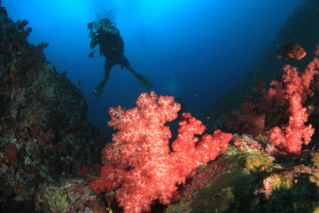 Naklejka na ściany i meble Scuba dive underwater coral reef 