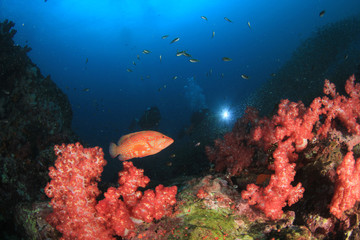 Fototapeta na wymiar Scuba dive underwater coral reef 