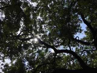 sun behind the trees