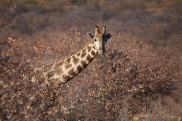Wild Fauna