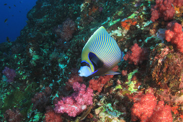 Naklejka na ściany i meble Fish on underwater coral reef 
