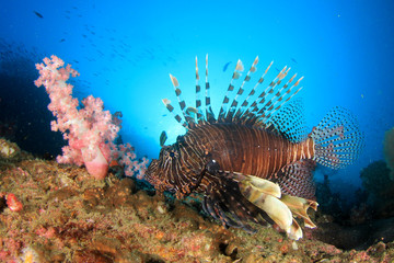 Fish on underwater coral reef 
