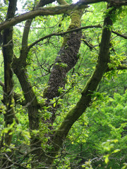 Fototapeta premium Swarm of bees on an oak branch