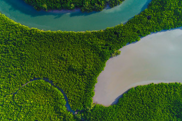 Aerial view gree mangrove nature tropical rainforest