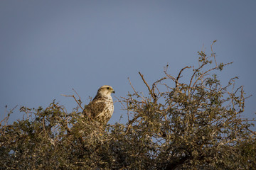 saker falcon national bird of mangolia visiting bikaner, rajasthan india