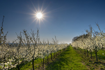 Almond trees blooming in orchard against blue, Spring sky.