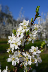 Almond trees blooming in orchard against blue, Spring sky.