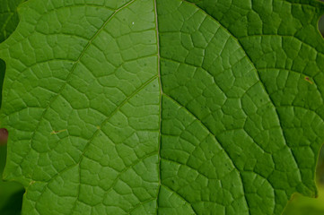 the shape and texture of tropical green plants