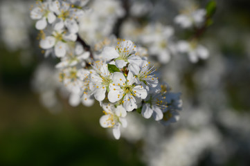 Almond trees blooming in orchard against blue, Spring sky.