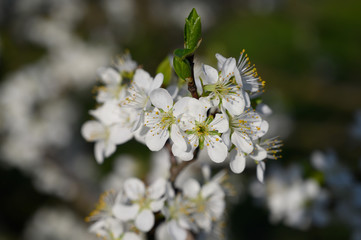 Almond trees blooming in orchard against blue, Spring sky.