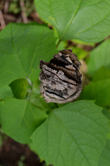 the shape and texture of broken wood twigs
