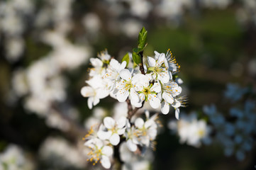 Almond trees blooming in orchard against blue, Spring sky.