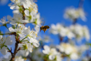 Almond trees blooming in orchard against blue, Spring sky.