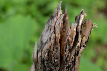 the shape and texture of broken wood twigs