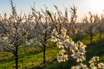 Almond trees blooming in orchard against blue, Spring sky.