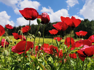 Fototapeta premium Spring Poppies