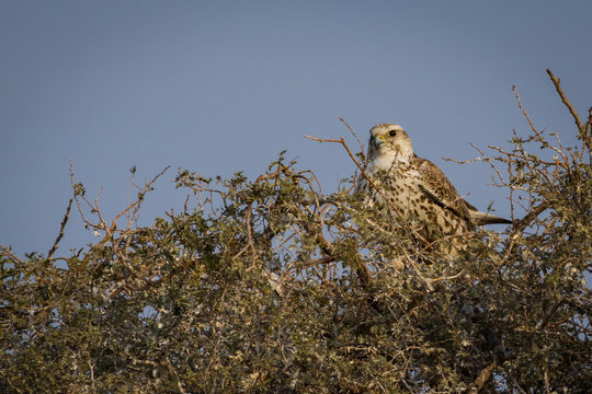 saker falcon national bird of mangolia visiting bikaner, rajasthan india