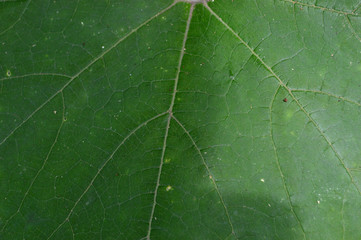 the shape and texture of tropical green plants