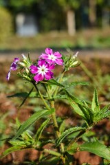 Young Flower By Ashish
