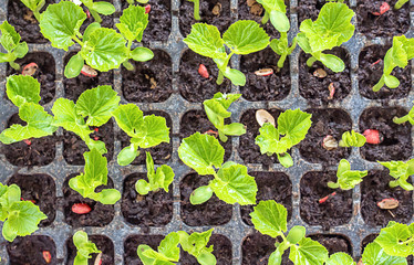 Seedlings of bitter gourd to grow from seed in the field plot.