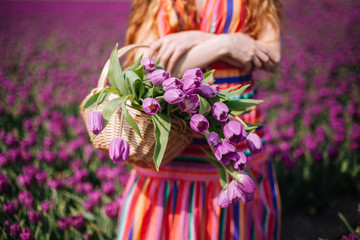 Beautiful young woman with long red hair wearing a striped dress holding a basket with bouquet of purple tulips flowers on background on purple tulip fields. Sping concept