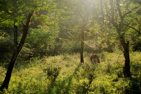 A shot of a brown cow in the middle of a green natural forrst ea