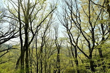 新緑の森