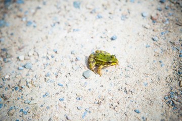 Frog