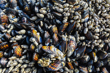 Mussels Texture