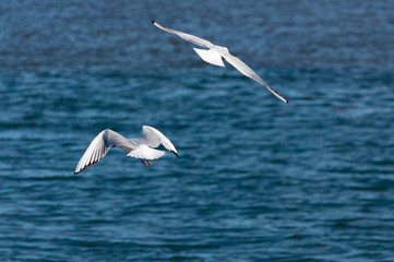 Fototapeta na wymiar Two seagulls flying over the Tagus River in tje city of Lisbon, Portugal