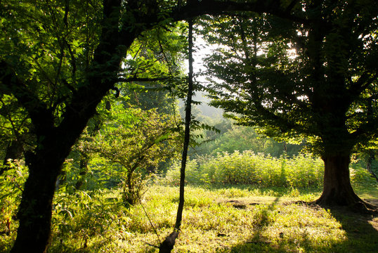 A single shot of a densed natural forrest and blue sky visible t