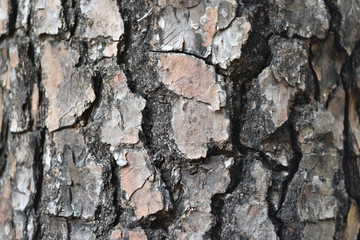 Close-up brown tree bark texture.