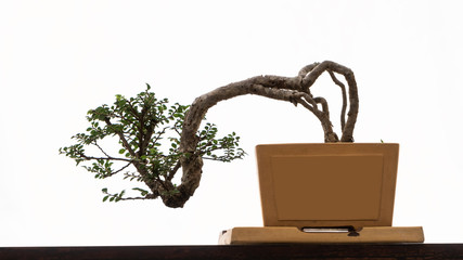 Bonsai trees in pots that cut the background to make the background white