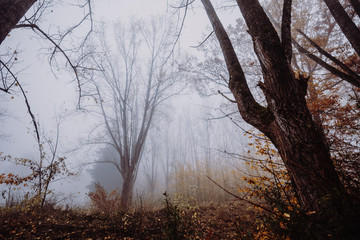 Thüringen - Jena Wald Nebel