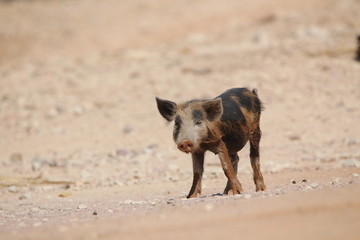 African piglet puppy