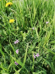 Spring on the ground